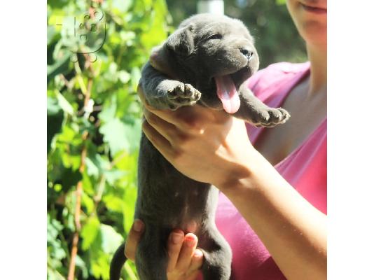 Cane Corso κουτάβια